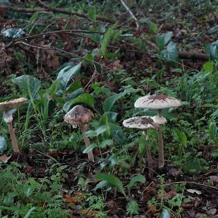 Casa De Piedra, A Lameira Prázdninový dům *