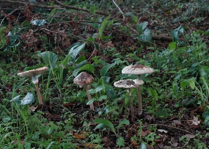 Casa De Piedra, A Lameira Дом отдыха *